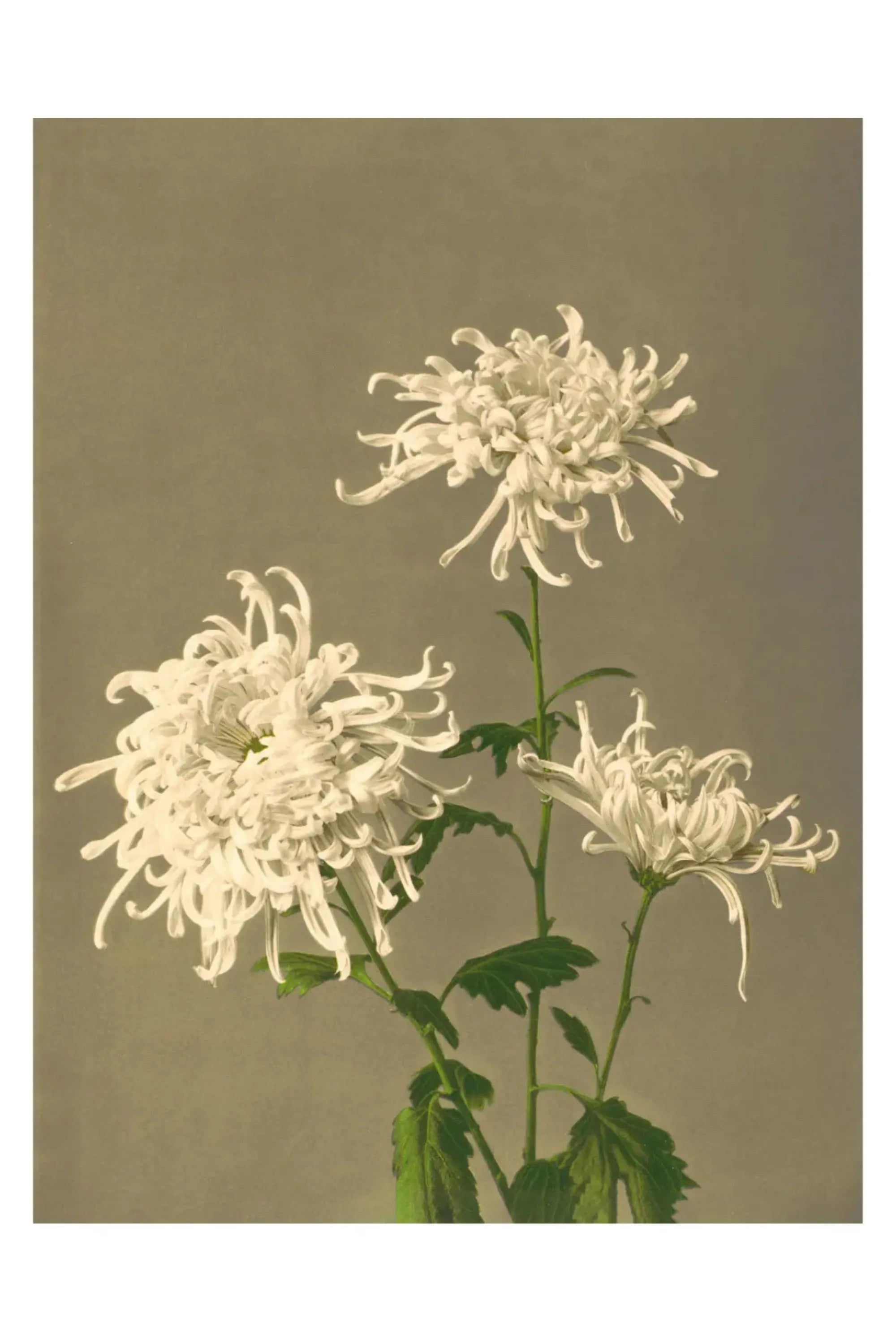 White Chrysanthemum