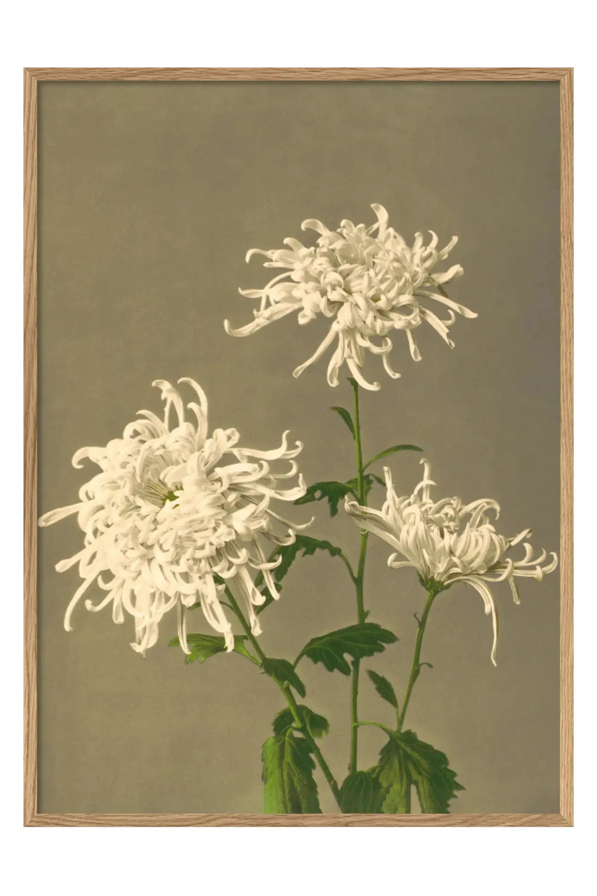 White Chrysanthemum