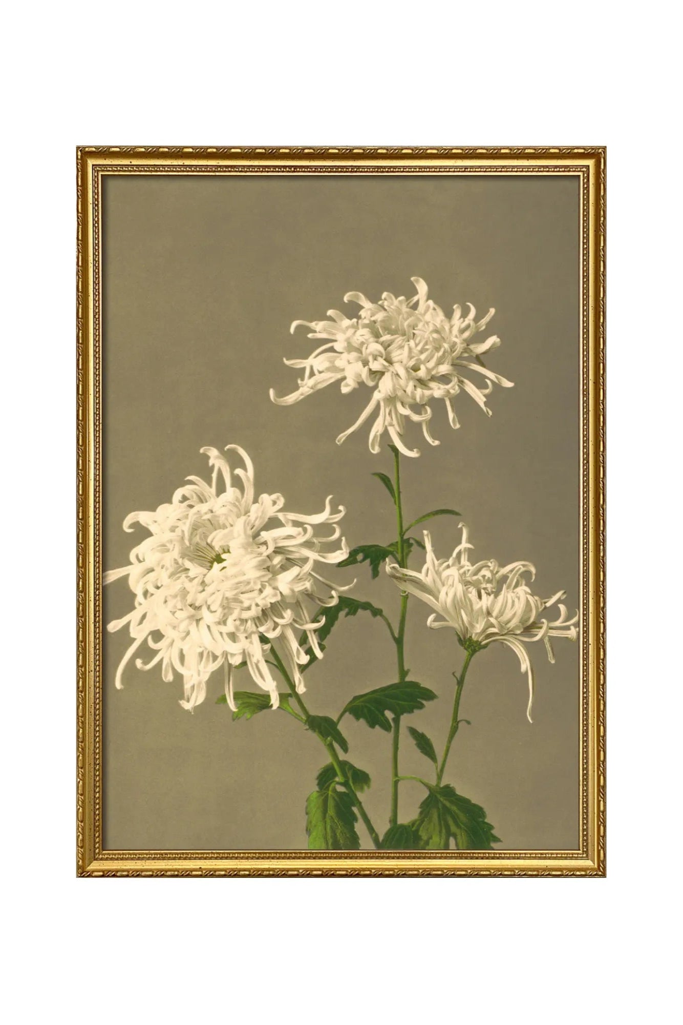 Beautiful white Chrysanthemum flower with delicate petals and green leaves