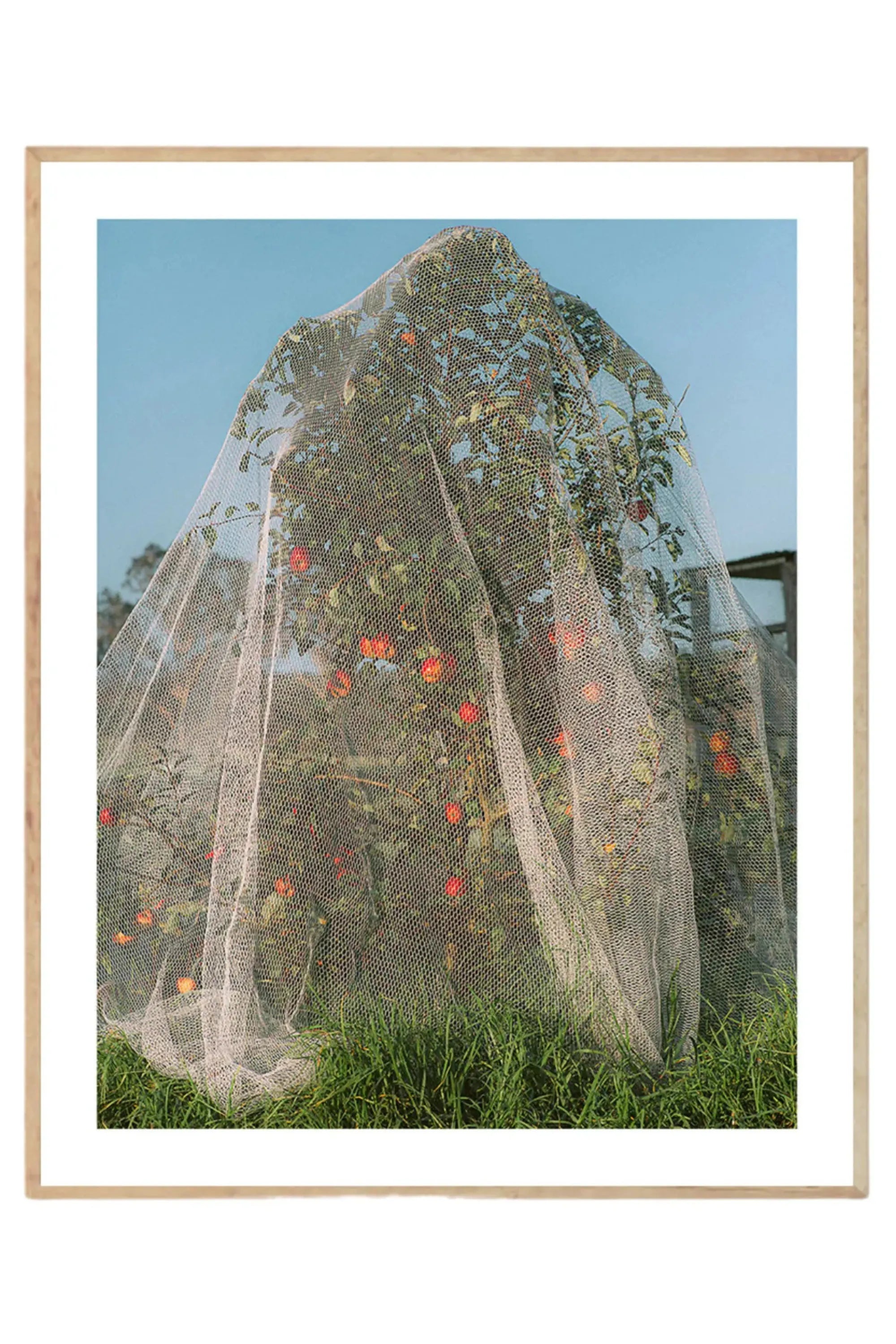 Apple Tree - Photo Art Print