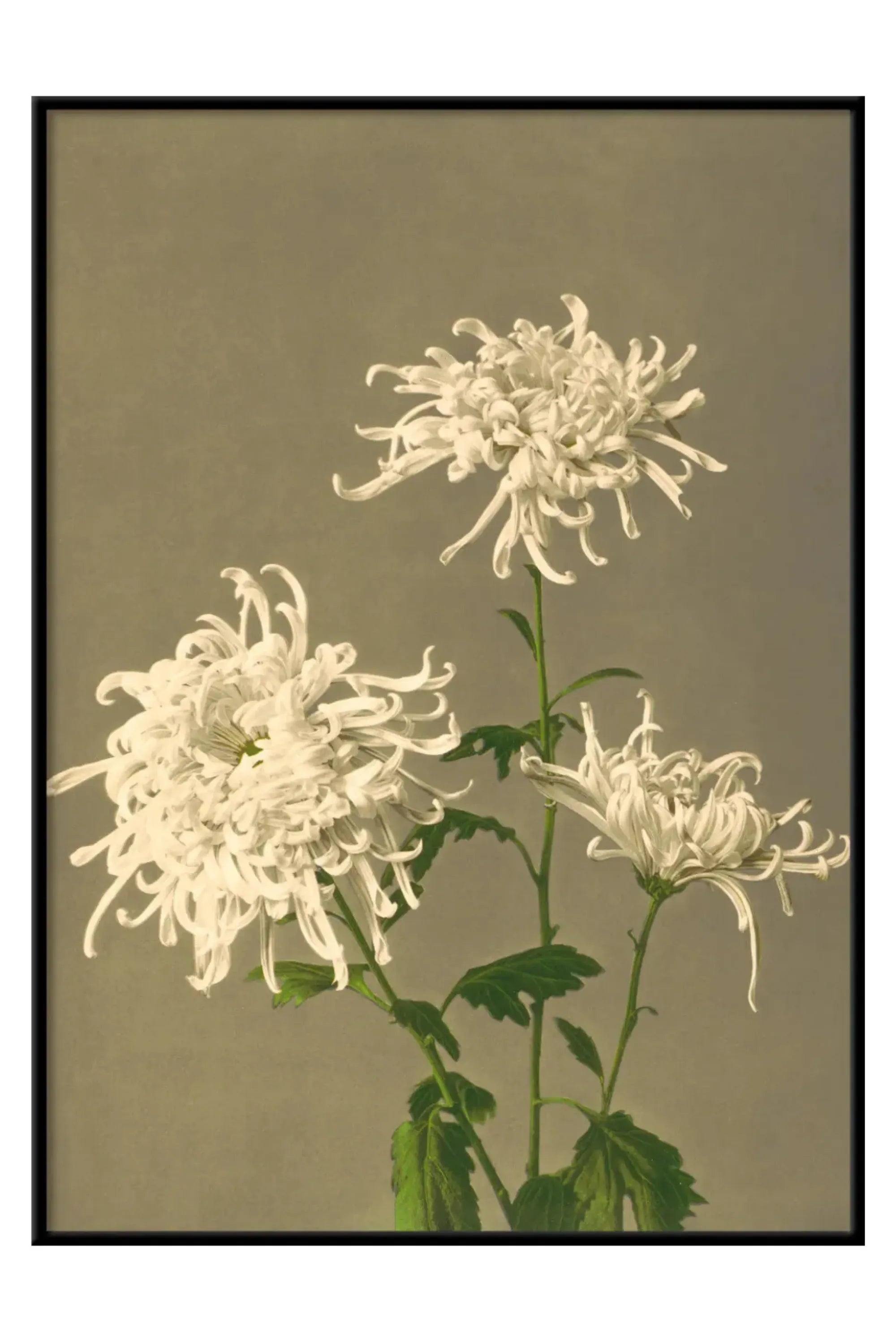 White Chrysanthemum