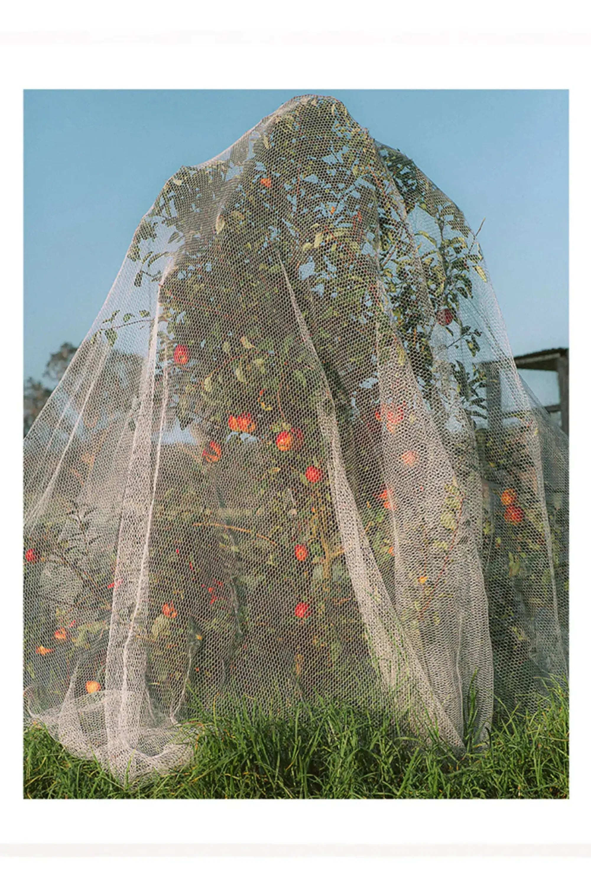 Apple Tree - Photo Art Print