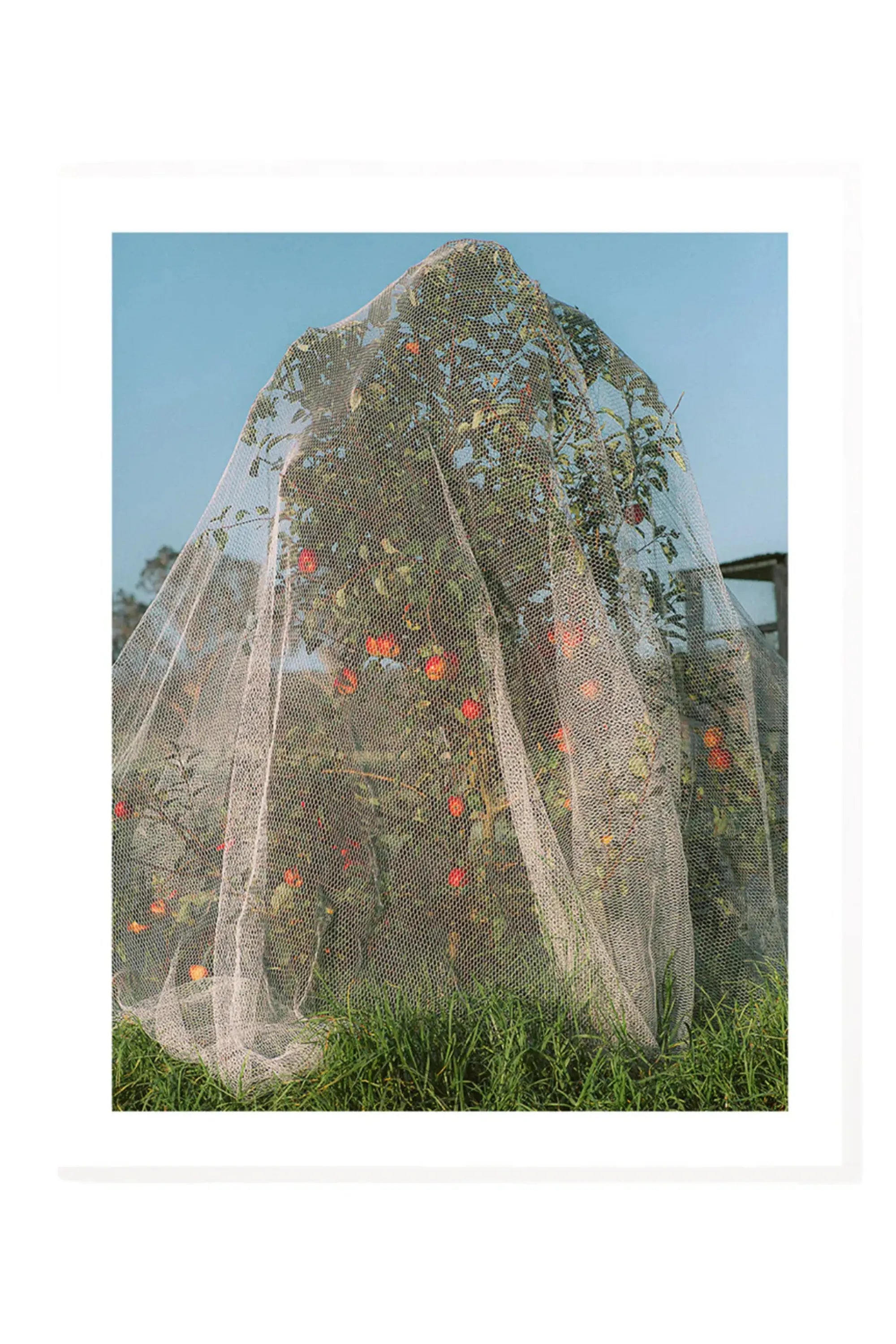 Apple Tree - Photo Art Print
